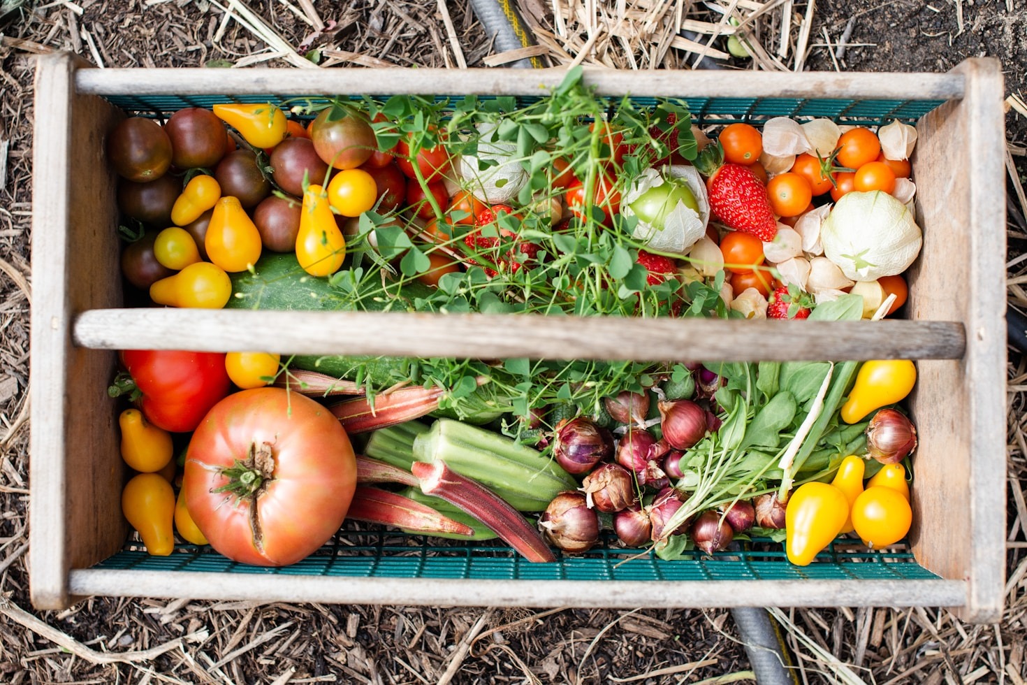 How to Preserve Food Like a Pro