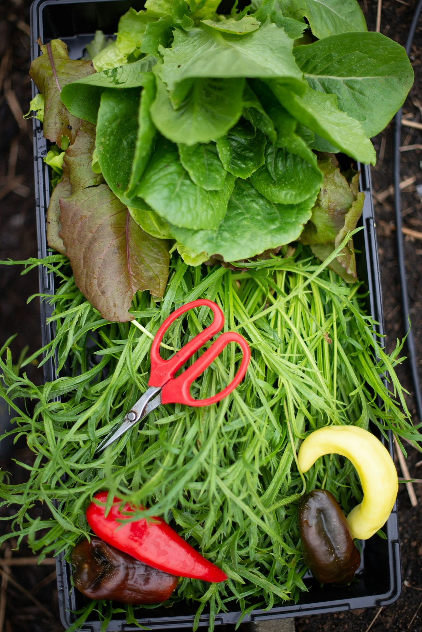 The Joy of Foraging: A Beginner’s Guide
